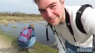 Het is weer blauwborstentijd!