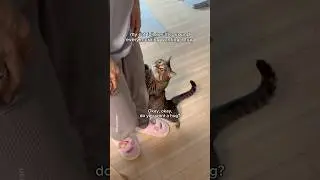 My cat's sweet morning routine🤗 #shorts #cat #funny