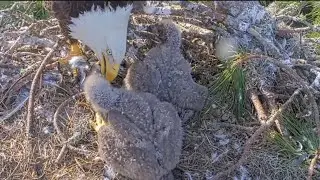 Small eaglet gets good feeding after bonk from big eaglet | NEFL Bald Eagle | Jan 24, 2026