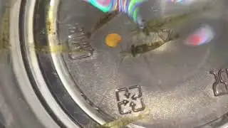 Needed to add some ghost shrimp to the propagation tank