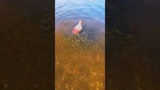 Coke bottle fish trap!🐟 #shortvideo