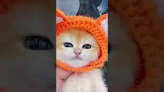 kitten wearing a orange hat is meowing #kittens #inura