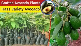 Avocado Plants Available | Avocado Farming 