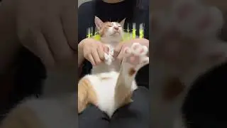 Dancing cat with facial expressions #cat #shorts