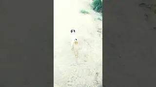 رولو ڪتو 🐕🐕🐕  running dog short . #dog #animals #dogshorts  #bollywoodsongs #greyhound #kutta #kutty