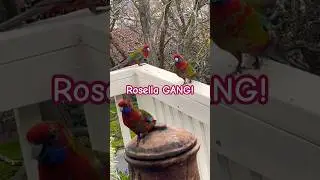 The Rosella Parrot GANG! They Stick Together Always! 🦜🦜🦜