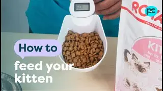 How to feed your #kitten | PET CIRCLE