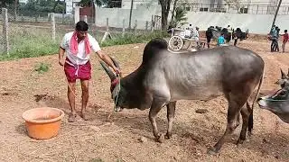 See Kangayam Bulls அரிய நாட்டு மாடுகளின் அரசர்கள் | காங்கேயம் பசு மாடுகள்&nbsp;| Legendary Kangayam Bulls