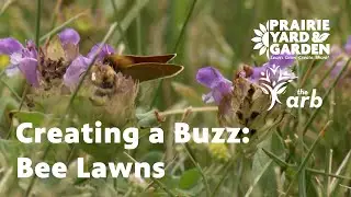 Creating a Buzz: Establishing a Bee Lawn - Ask the Arboretum Experts