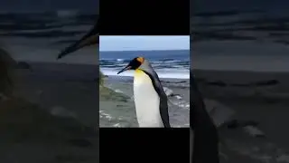 This Penguin Is🐧 Enjoying His vibe #penguin #penguinlover #vibe #mood