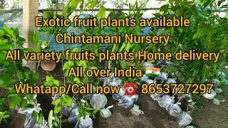 Online plants Home Delivery All over India 🇮🇳