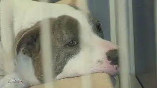 Supplies stolen, animal shelter overcrowded in Williamson County
