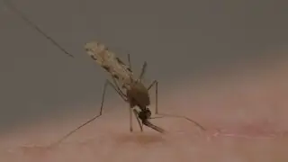 O momento da picada: veja mosquito da mal&aacute;ria em a&ccedil;&atilde;o