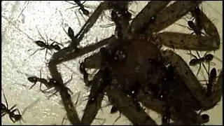 Ants Recycling Team Spider Explore Nature Now NATURE DOCUMENTARIES Wild Animal Videos Documentary 
