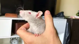 Abigail - A nova rata Marten da Rato Pet