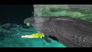 Epcot Manatees | SeaBase Aquarium