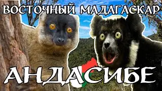 Восточный Мадагаскар, Андасибе &mdash; Часть 1: Заповедник VOIMMA, тропический лес и нашествие лемуров