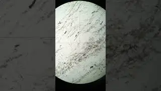 2162-28 | Microcline - Perthite (PPL)