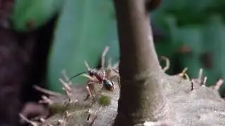 D.Attelabidae catching a fly