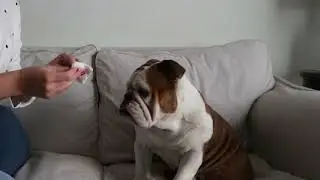 Complete Tutorial on Tear Stain Removal with Woody and Holly!