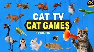 CAT TV 4K60FPS | BEST CAT GAMES for Cats to Watch | 8 Hours Ultimate Entertainment with Birds & Bug😻