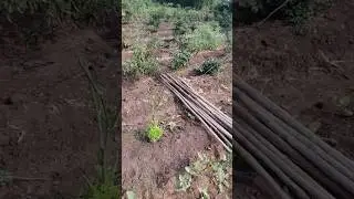 NEW Plants ANOTHER JOURNY 🤗#viral #trending #music #shorts #youtubeshorts #song #agriculture #love
