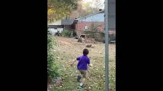 City Deer Gone Wild