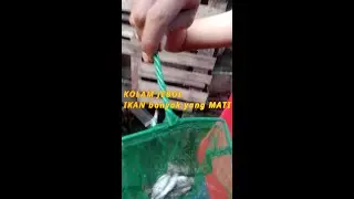 kolam jebol, terpal sobek, banyak ikan yang mati