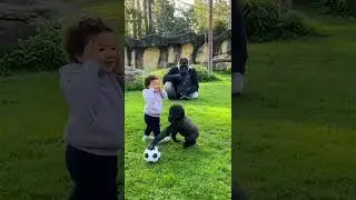 Tiny Gorilla, Big Kick&hellip; Epic Cute Fail 😍⚽🦍 #funny #gorillareaction #babygorilla #gorillaprank #zoo