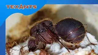 🚩C&oacute;mo Hacer un  Hormiguero para ATTA  - Y Sorteo