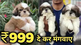 Best Family Dog breed in Delhi NCR | Shih Tzu dog puppies for sale | Low Price puppies 