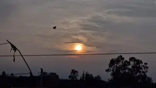 Crow Roosting Behavior | Daily Evening Flight in Village