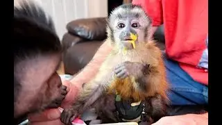 Baby Capuchin Monkey First Thanksgiving Dinner!