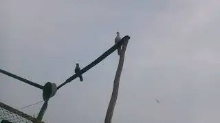 آج تو بچے نے شاہی پرواز دی ہے 🕊️ دو کبوتر رات رہ گئے 