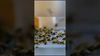 Learn from bees teamwork #motivation  #attitude #result #song