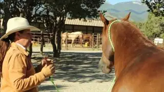Julie Goodnight: How to attach the neck rope for liberty work and bridleless riding