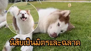 มีลักษณะนิสัยเป็นมิตรฉลาดเป็นศัตรูกับเฟอร์นิเจอร์เพื่อนรักกับโจร