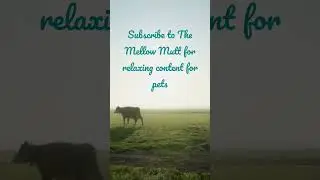 Subscribe to The Mellow Mutt for relaxing content for pets
