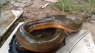 Eel soup