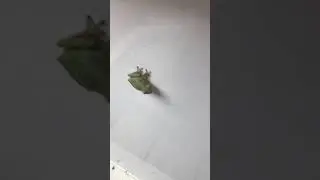 Crazy attack frog