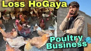 Poultry Farm Mein Hoa Loss🥺 |1st loss in 2026 | Manzoor Tabassum