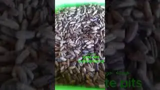 date pits bulk price #kernelo #dateseeds #datepits #medjooldates #coffee #foods