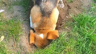 Cute Beagle DIGGING up the Garden