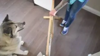 Bite Prevention Week - Dog Barrier