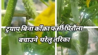 Easy homemade control  of fruit fly( without pheromone trap save vegetable)