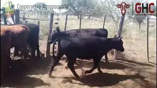LOTE 410 - 30 TERNERAS EN GUATRACHE