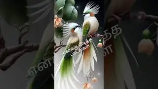subscribe like share and comment  #tamil songs #trending #love