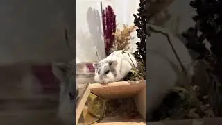 🐻&zwj;❄️🥰💕Pupa Vlog🌈