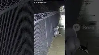 Cat vs gorilla &mdash; unbelievable standoff 🦍🐾 #viral #funny #unidentifyed #braincells #animals #cctv