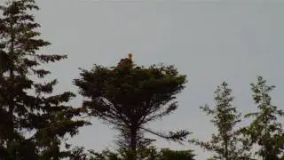Eagles nest at Rustico Golf course